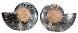 Split Black/Orange Ammonite Pair - Unusual Coloration #55603-1